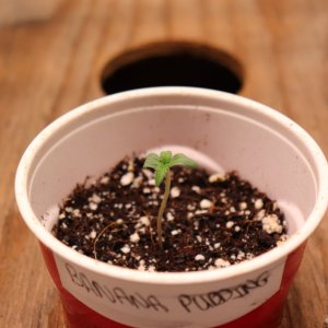 Banana Pudding Feminized by Herbies Seeds-Day 2 of Sprouting