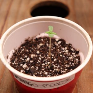 Mango Mousse Feminized by Herbies Seeds-Day 2 of Sprouting