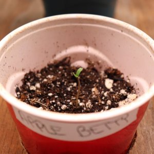 Apple Betty Feminized by Herbies Seeds-Day 1 of Sprouting