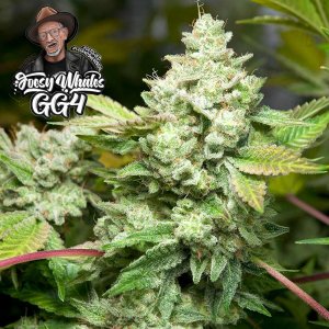 gg4-s1-original-gorilla-glue-feminized-cannabis-seeds-gg-genetics_2.jpg