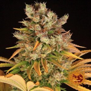 GMO-seeds-barney-cannapot-marijuanasamen-weed.jpg