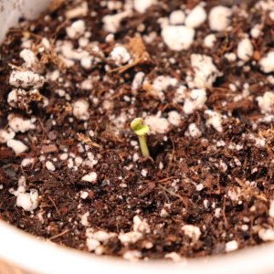 Jack Herer (Photo)-Day 1 of Sprouting-5/23/23