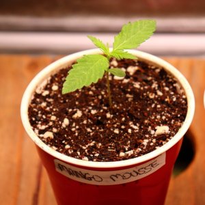 Herbies Seeds Project-Mango Mousse Feminized/Day 8 from Sprouting