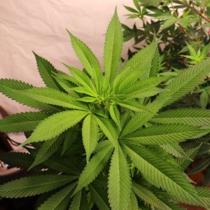 Solo Cup Project-OG Kush Feminized #2/A-Day 8 of Flowering-5/29/23