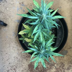 Pineapple Express (Polly)-Day 18F-i.jpeg