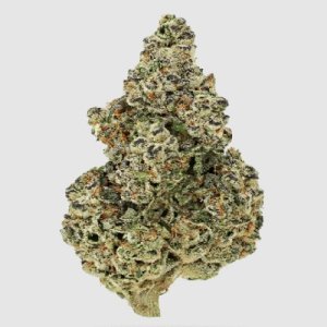 crazy-roses-fast-growers-choice-outdoors-cannabisseeds.jpg