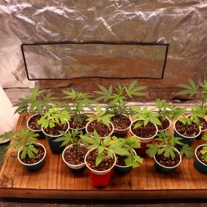 Solo Cup Project/Phase 3-Veg. Tent-6/5/23