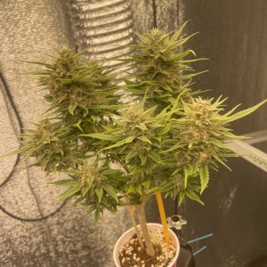 Strawberry Solo SIP Day #50