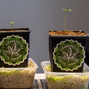 seedlings needing different light intensity