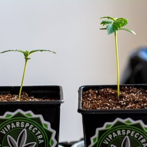 8 Day Old Auto Seedlings