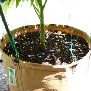 Sager Bloom Haze F2-Week 2 of Veg. using GeoFlora Nutrients-7/2/23