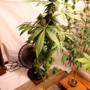 Solo Cup Project-OG Kush Feminized #2/A-Day 49 of Flowering-7/9/23