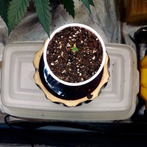 Bubblegum Autoflower-Summer Grow 2023