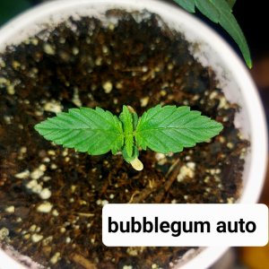 Bubblegum Autoflower-Outdoor Grow 2023