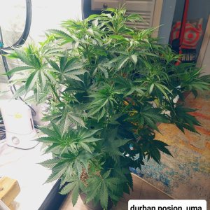 Durban Poison-FC4800 Summer Grow 2023-Grow Journal