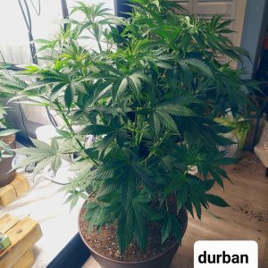 Durban Poison-FC4800 Summer Grow 2023-Grow Journal