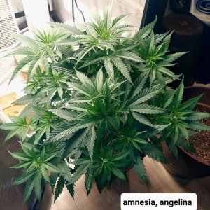 Amnesia-FC4800 Summer Grow 2023-Grow Journal