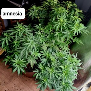 Amnesia-Durban Poison-NYC Diesel-FC4800 Summer Grow 2023-Grow Journal