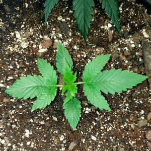 Bubblegum Autoflower-Outdoor Grow 2023-Grow Journal