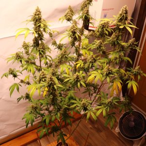 Solo Cup Project-Gorilla Bomb Feminized #1/B-Day 65 of Flowering-7/25/23