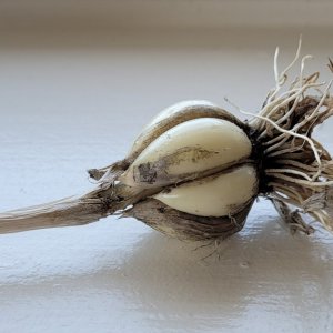 20230728_143330 first garlic harvest.jpg