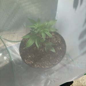 Bubblegum Autoflower-Outdoor Grow-Grow Journal