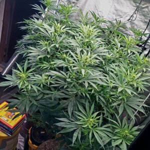 Amnesia-Durban Poison-G-13-Grow Journal-Summer Grow 2023