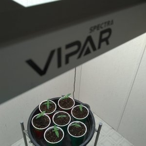 ViparSpectra KS3000 grow 2023