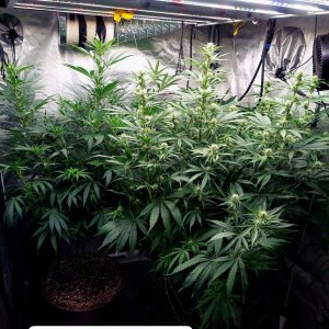 Amnesia-G-13-Durban Poison-Grow Journal-Summer Grow 2023