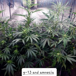 G-13-Amnesia-Grow Journal-Summer Grow 2023
