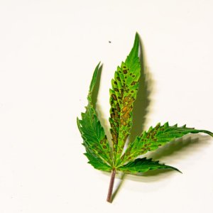 Parmesan leaf