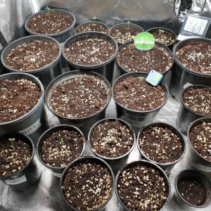 Reg Seed Germ in Soil