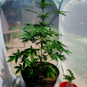 Bubblegum Autoflower-Grow Journal-Outdoor Grow 2023