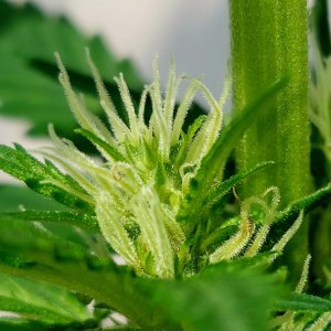 Bubblegum Autoflower-Grow Journal-Outdoor Grow 2023
