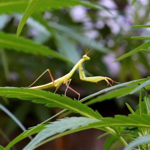 Praying Mantis Hanging Out on Cannabis Leaf