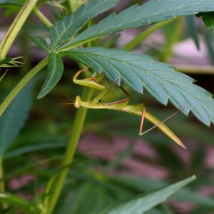 Praying Mantis Hanging Out under Cannabis Leaf