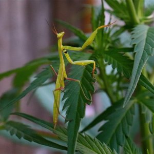 Praying Mantis Climbing Cannabis Leaf