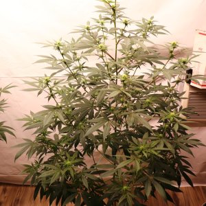 Solo Cup Project/Phase 3-Gorilla Bomb Feminized #2/Day 17 of Flowering-8/18/23