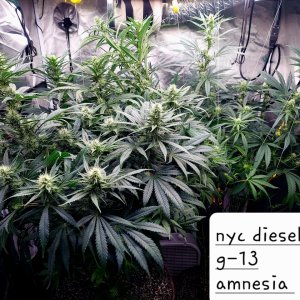 Amnesia-G-13-NYC Diesel-Grow Journal-Summer Grow 2023