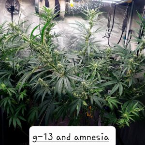 G-13-Amnesia-Grow Journal-Summer Grow 2023