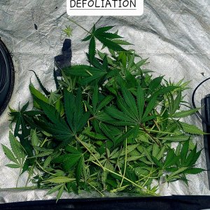 Defoliation-Fan Leaf Removal