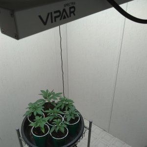 ViparSpectra closet grow 2023