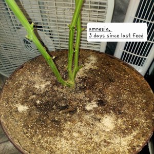 Amnesia-Grow Journal-Summer Grow 2023