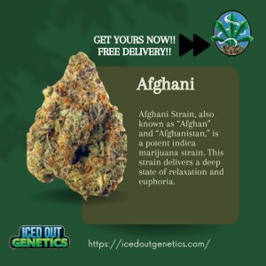 Afghani by IcedOutGenetics