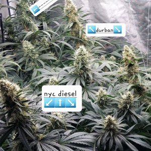 Amnesia-Durban Poison-NYC Diesel-Grow Journal-Summer Grow 2023
