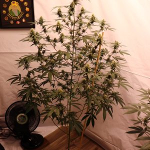 Solo Cup Project/Phase 3-Gorilla Bomb Feminized #1/Day 34 of Flowering-9/4/23