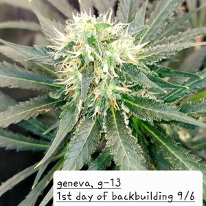 G-13-Back Building Buds-Grow Journal