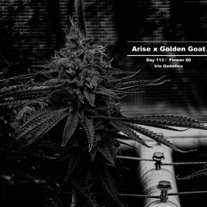 Arise x Golden Goat - D113 - F60 - Week 17_MG_3531_Nik_HDR_Nik_openWith.jpeg