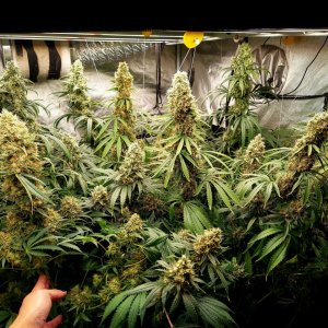 Amnesia-Durban Poison-NYC Diesel-G-13-Grow Journal-Summer Grow 2023