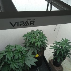 ViparSpectra KS3000 closet grow 2023